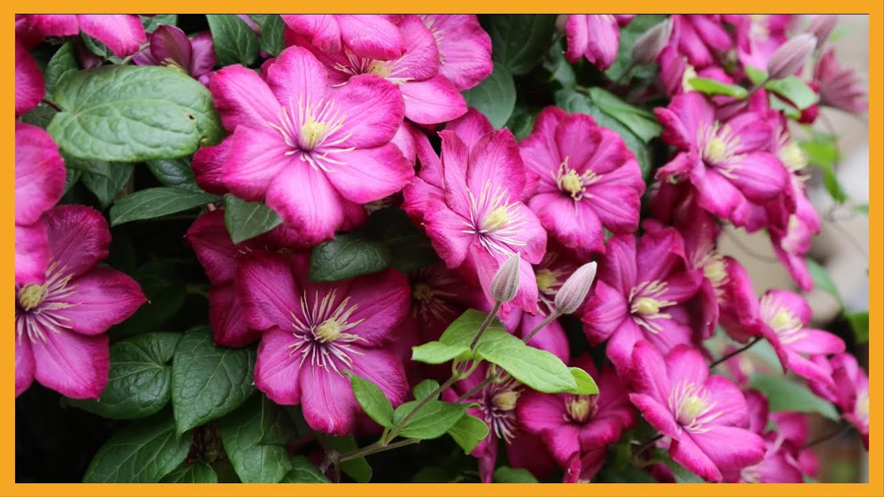 经典了一个世纪！铁线莲里昂村庄Clematis Ville de Lyon 新手友好 抗病强健丨5DC