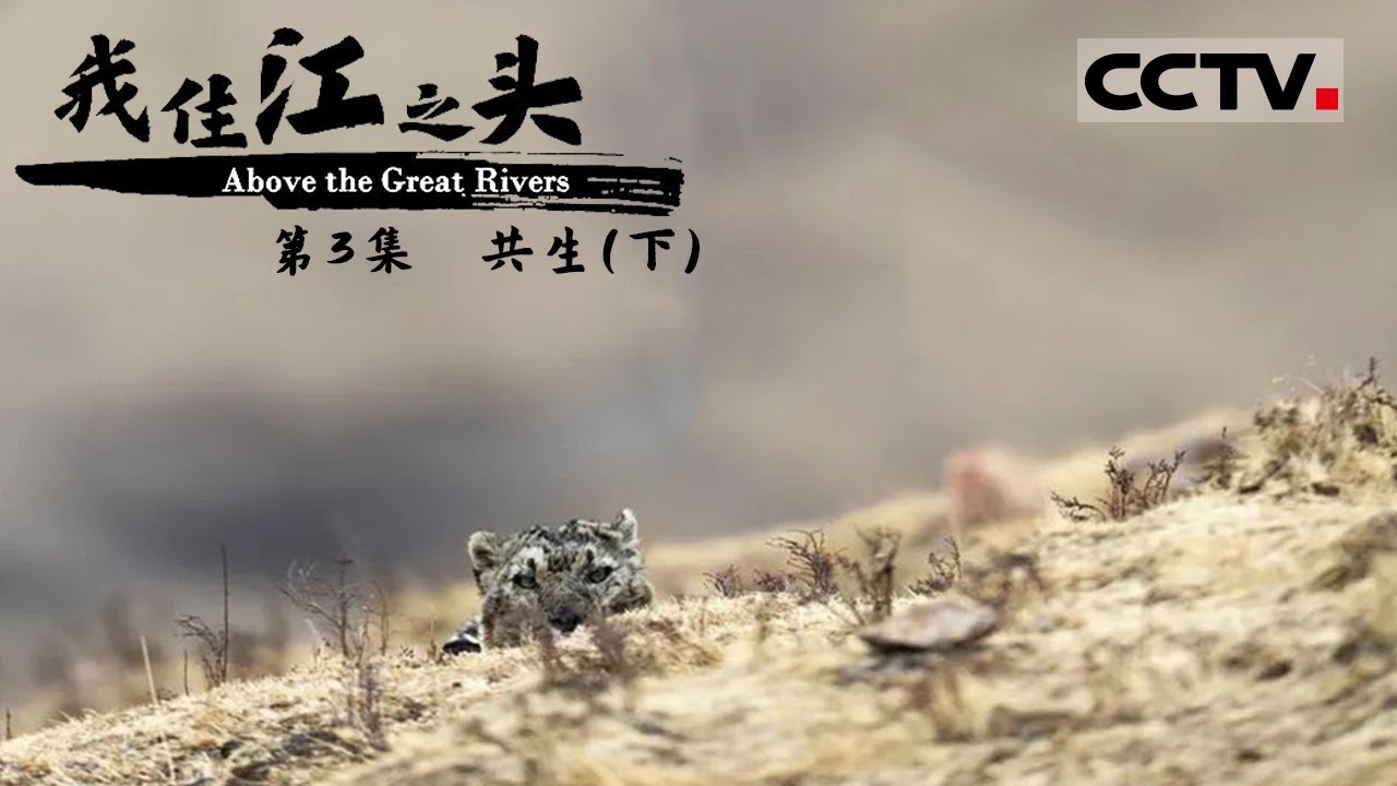《我住江之头》第3集 “雪豹王国”的传奇 世界首例雪豹白内障摘除手术成功 雪豹“凌寒”失而复明！ About the Great Rivers EP3【CCTV纪录】