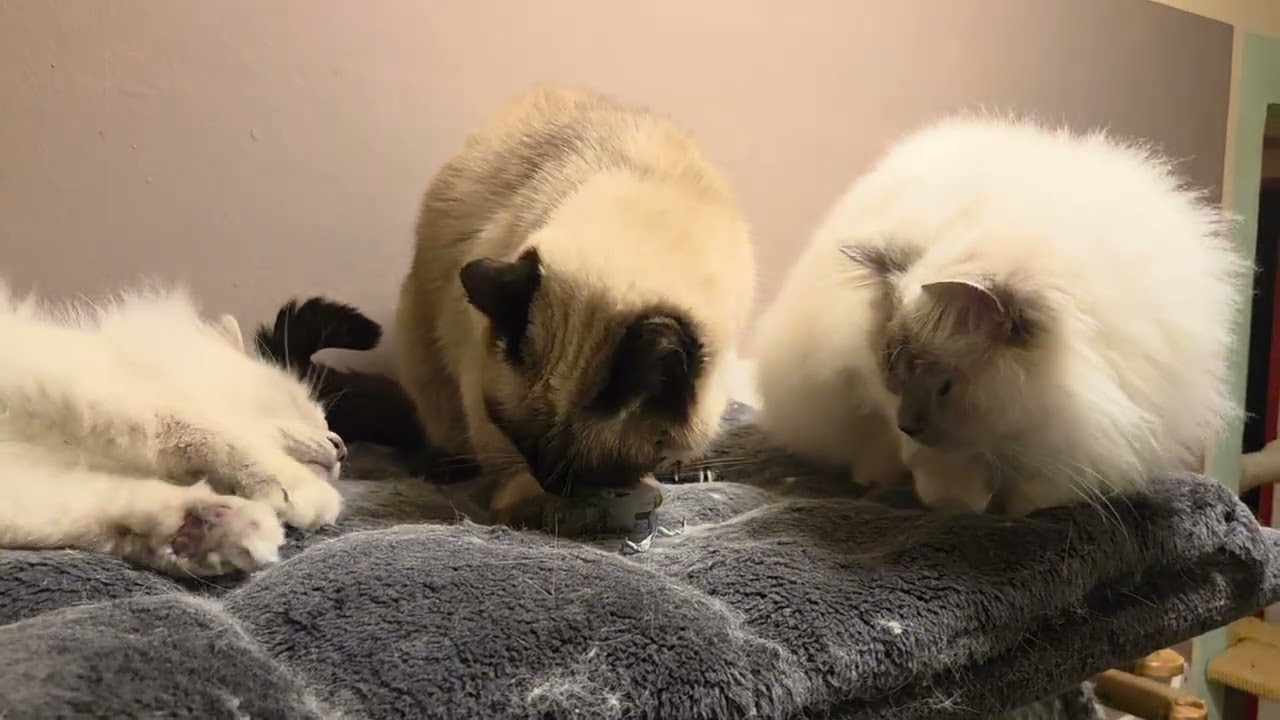 Luna,Mila  & Ellie katzenminze  