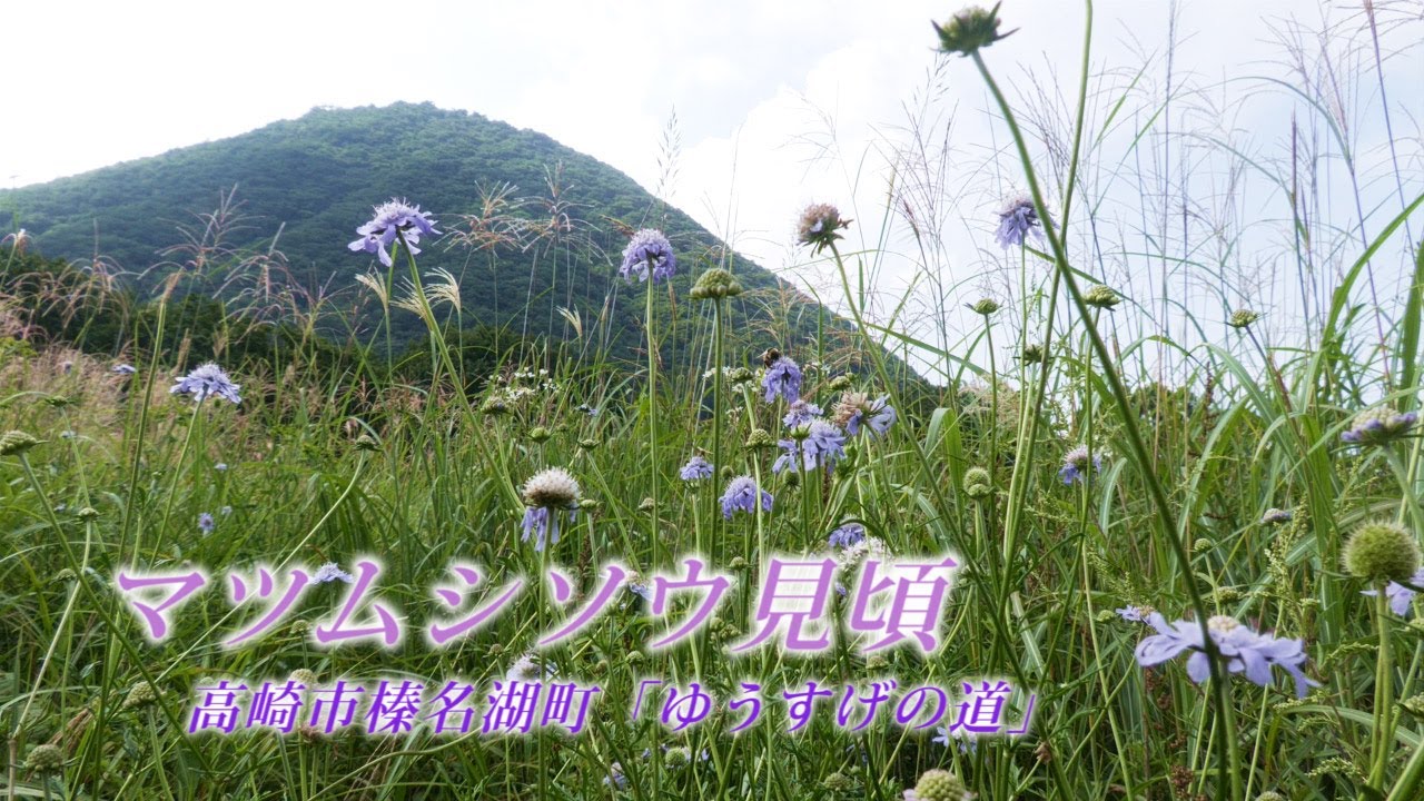 マツムシソウ見頃　高崎市榛名湖町「ゆうすげの道」
