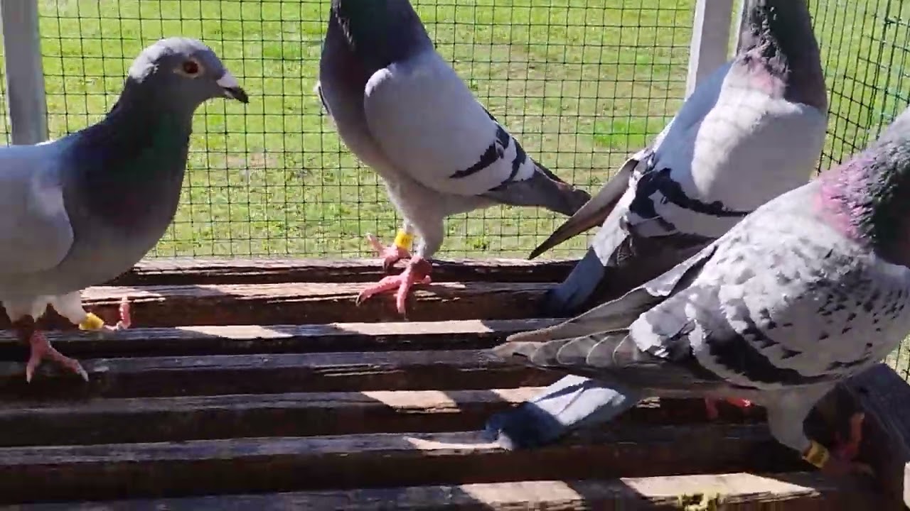 Int. Derby Brasov O.L.R. Finalist pigeons presentation for the FIRST SERIES AUCTION. 2024 Edition