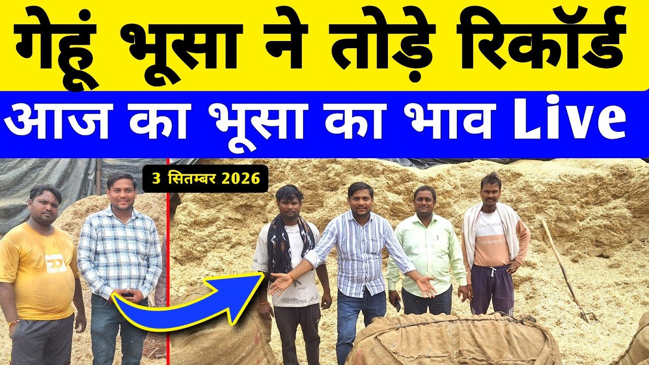 गेहूं के भूसा का भाव/भूसा का भाव क्या है/aaj ka bhusa ka bhav/bhusa ka rate today/gehu bhusa ka bhav