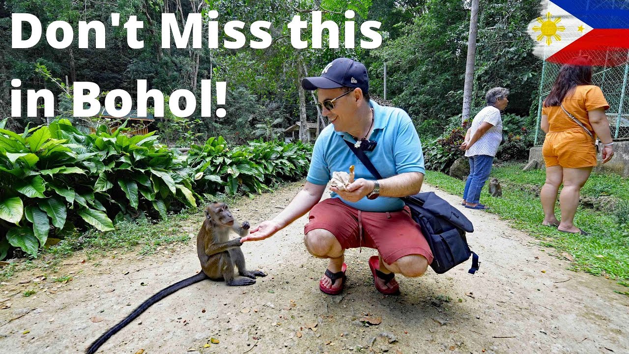 Wild Monkeys in Bohol&mdash;Not What I Expected!