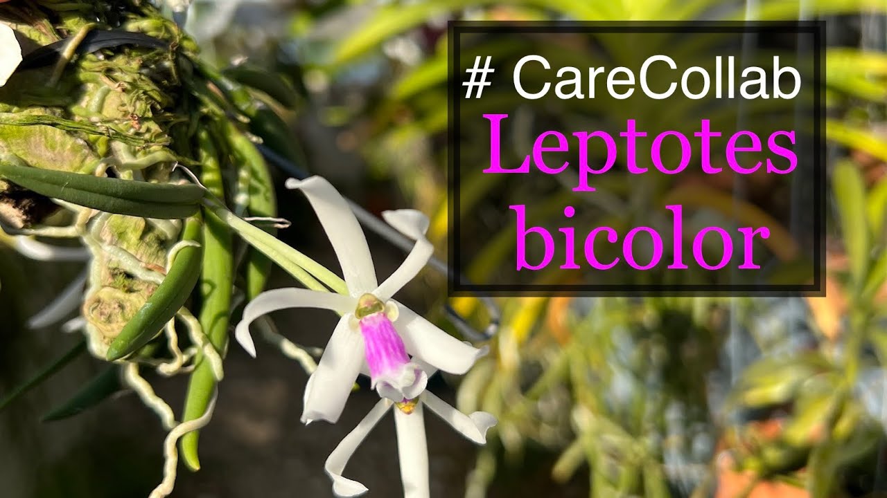 Leptotes Bicolor: Orchid Care Collab