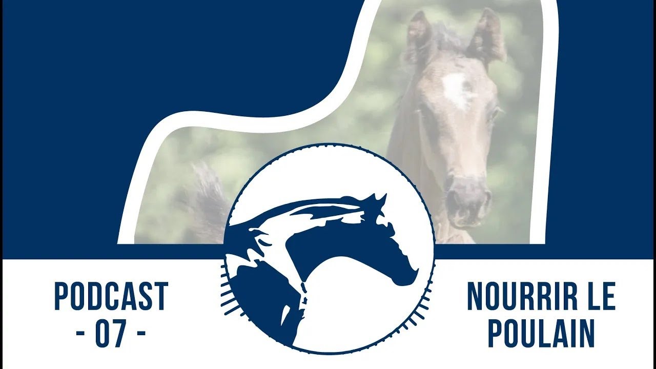 🎙 Podcast by Reverdy #7 | Nourrir le poulain