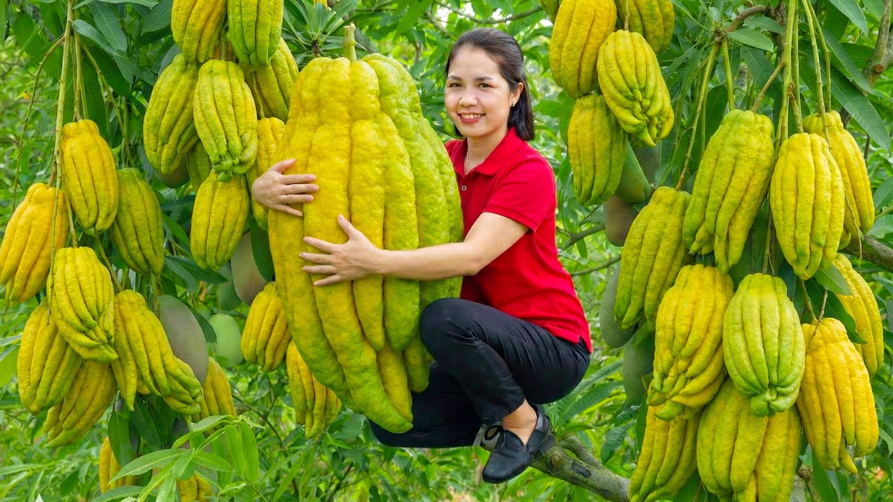 HARVESTING 1000+ Buddha’s Hand Fruits | Rare Citrus Harvest from Farm to Market | Hana Market