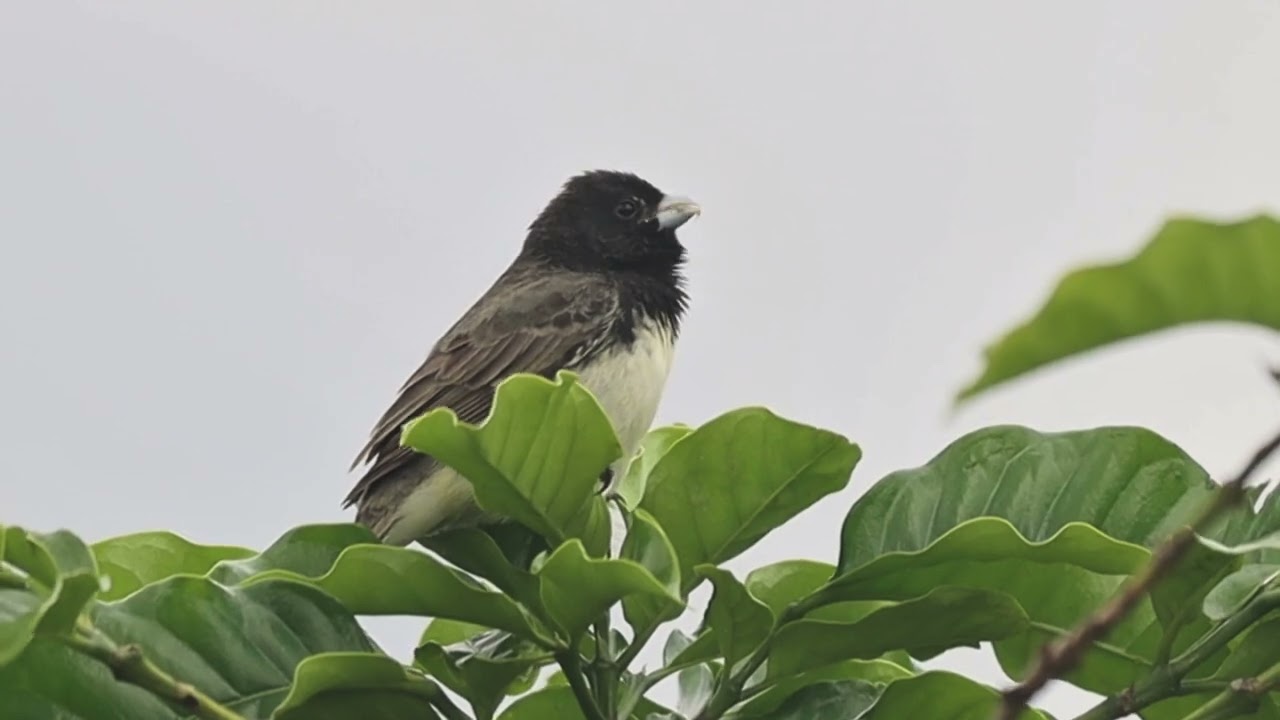 Baiano papa capim vocalizando cantando 