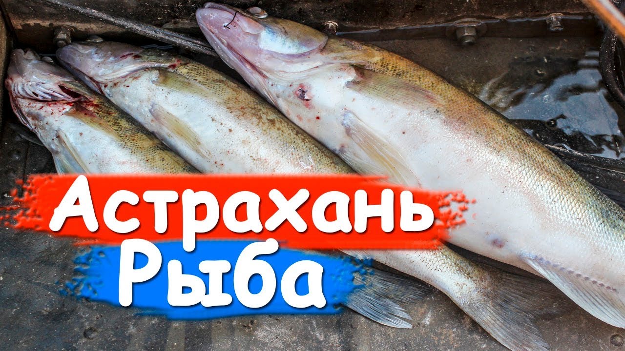 Астрахань. Сколько стоит вино и рыба 6. Видишь осетрину? А она там есть! Путешествие в Астрахань