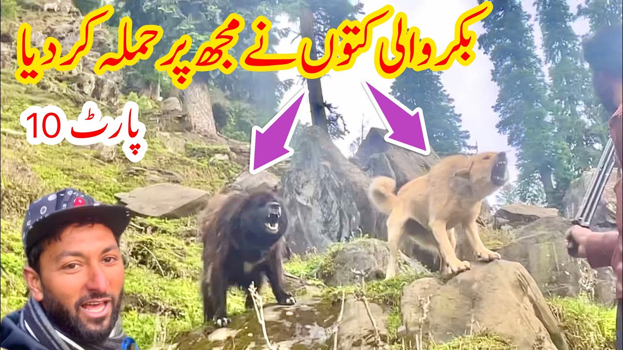 Bakrwals Traveling in Kashmir | PART 10 | Nomads Life | Nanga Peer To Ganga Choti