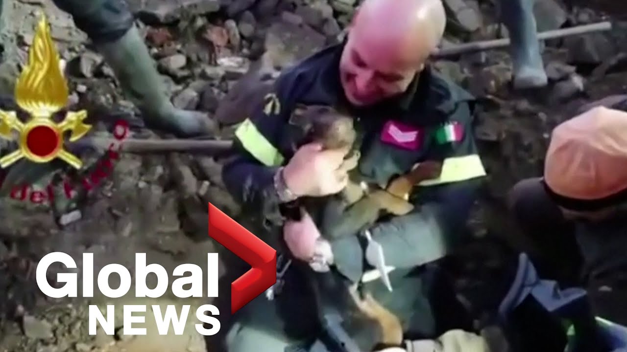 Two dogs stuck in fox den rescued by Italian firefighters