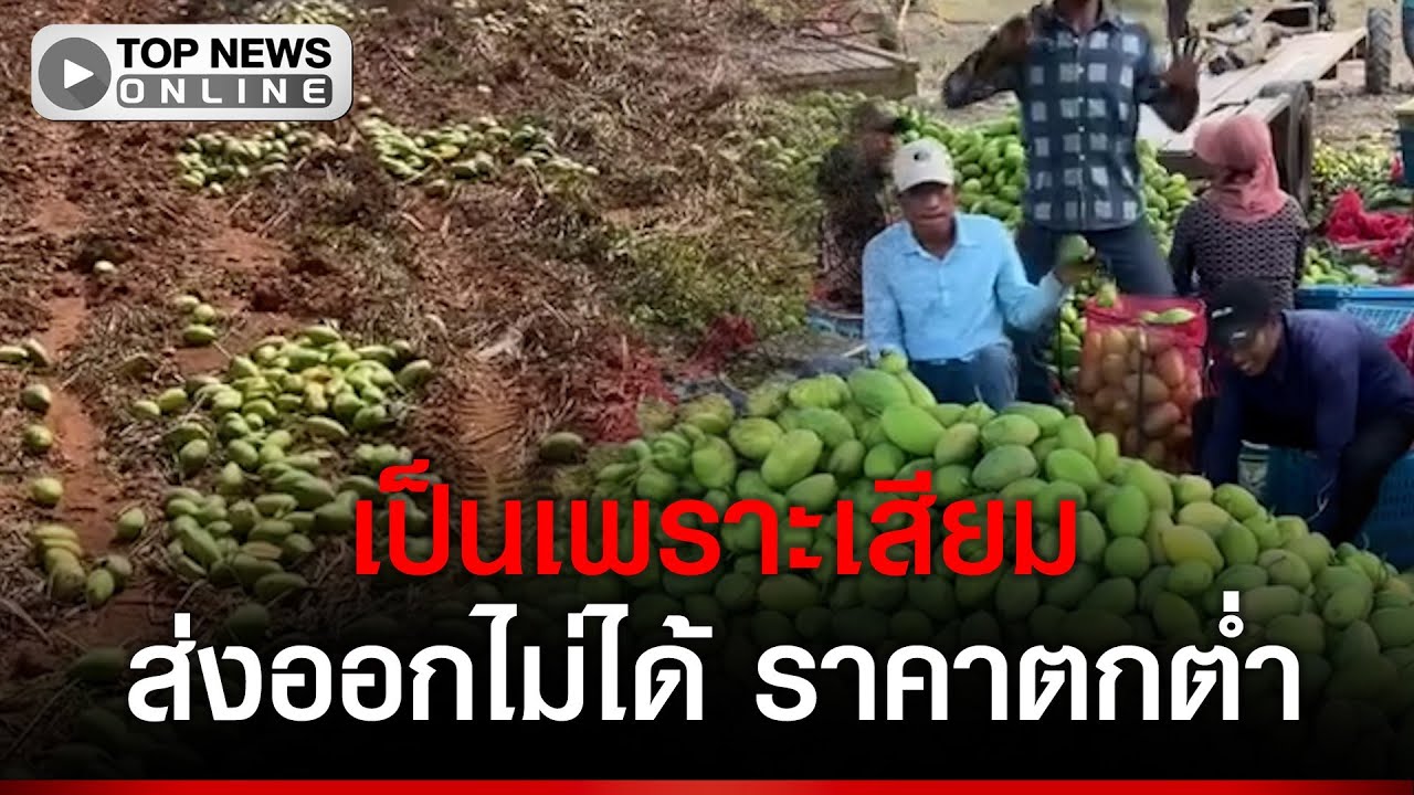 เจ๊งยับ ชาวสวนมะม่วงเขมร นำมะม่วงไปเททิ้งในสวน เผยราคาตกต่ำ ส่งออกยาก