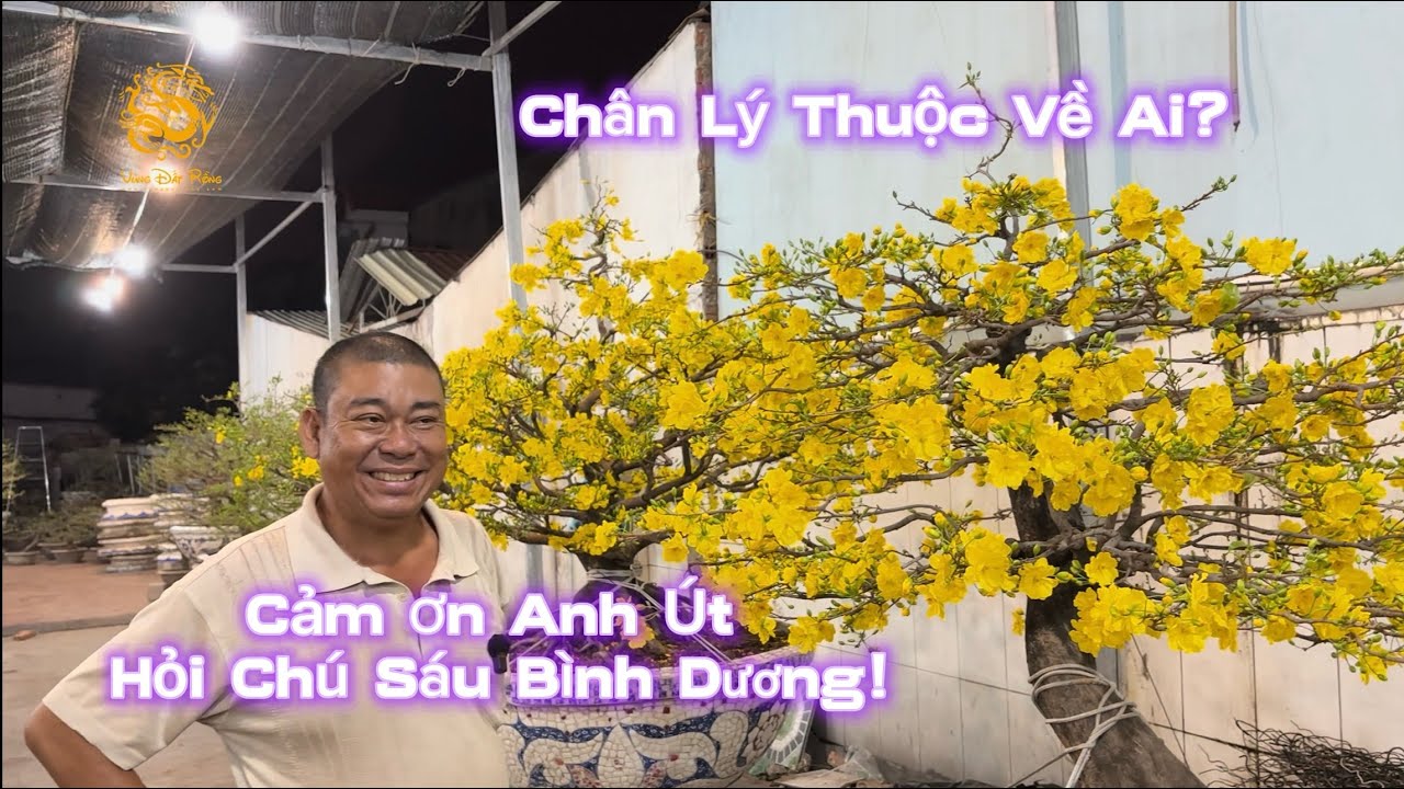 💥Phương Bình chuyển Mai Tết đi Hà Nội _Cảm ơn Anh Út_Hỏi Chú Sáu Bình Dương|Vùng Đất Rồng 