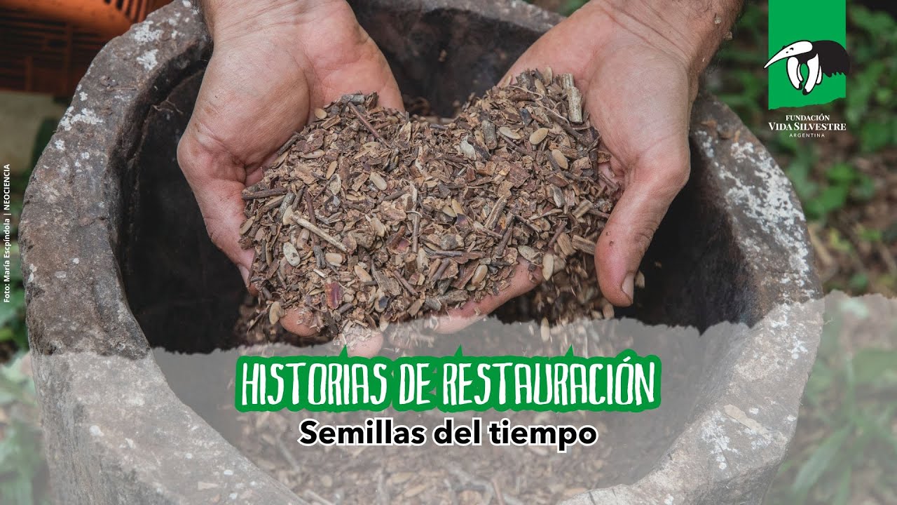 Historias de restauración - Semillas del tiempo