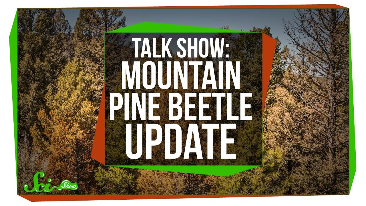 Mountain Pine Beetle Update: SciShow Talk Show