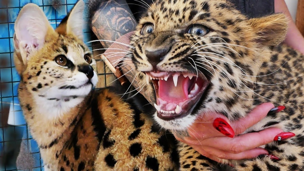 Кошка за миллион? A million for a cat?