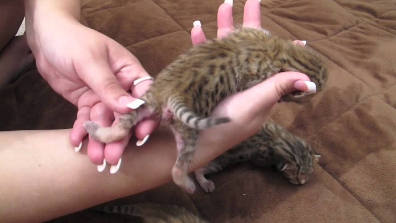 F5 Savannah Kittens at 1 Week old from Shosholoza - Savannah Cats - WildTafari.com