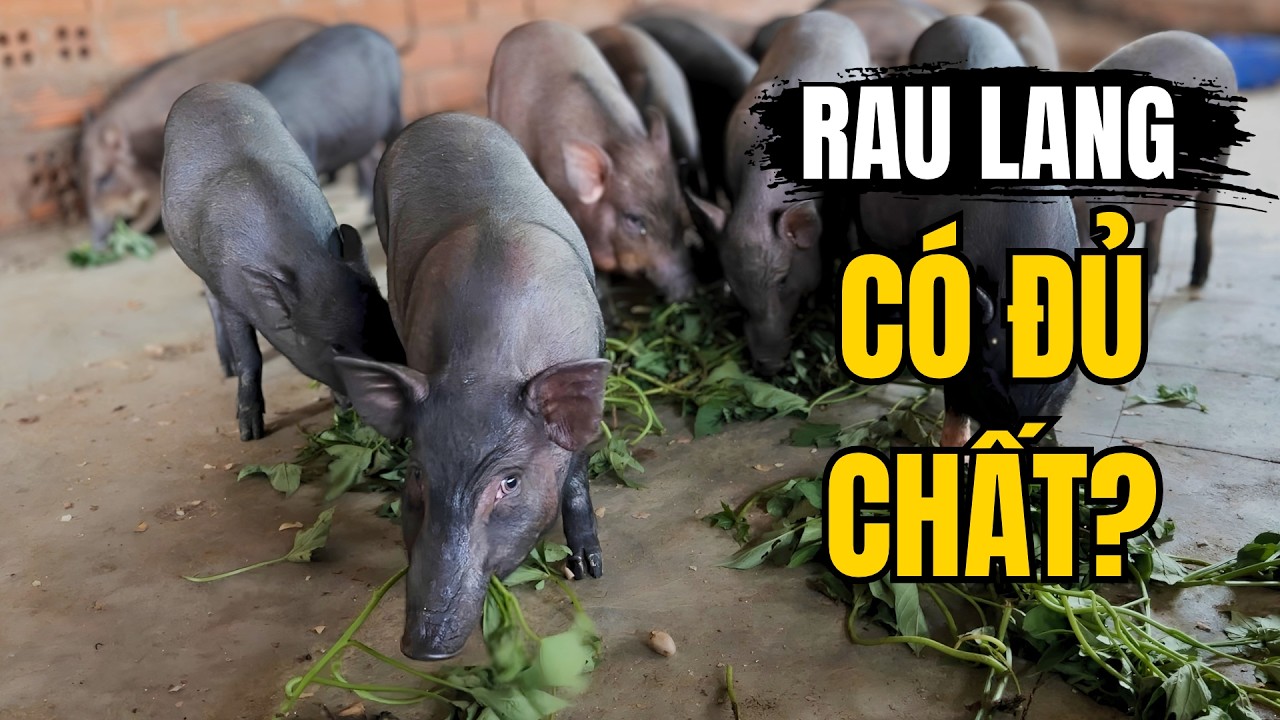 Cách Nuôi Heo Rừng Lai Hiệu Quả