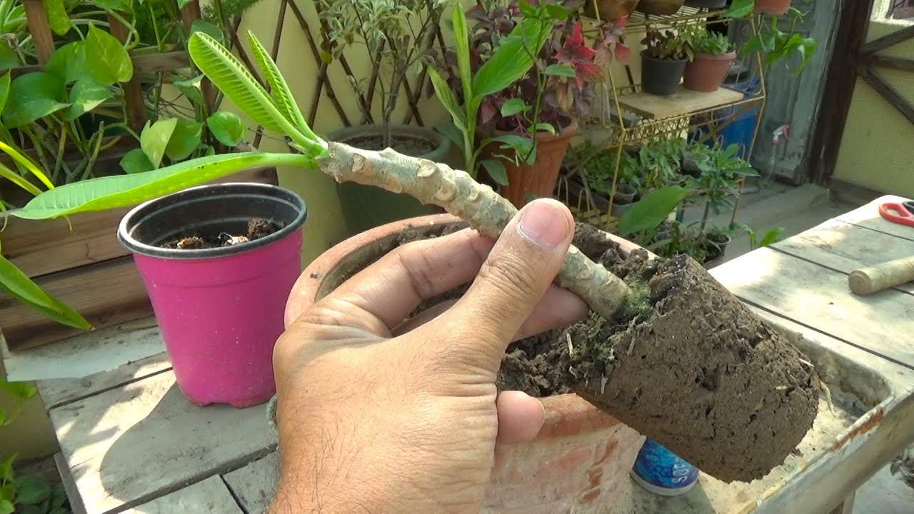 How do you root plumeria cuttings | How long does it take for plumeria cuttings to root