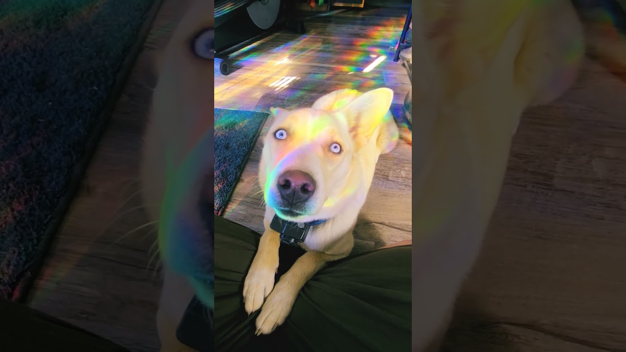 Tilly sitting with me while the window made little rainbows on her. 