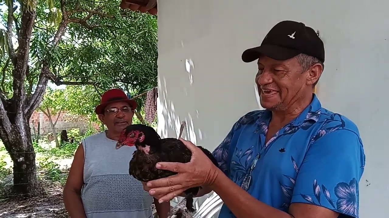 GALINHA QUE CANTA COMO GALO É UM ATRASO DE VIDA DIZ TÕE