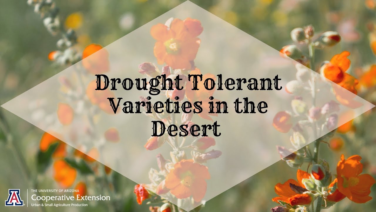 Drought Tolerant Desert Plants | Urban Ag Hour