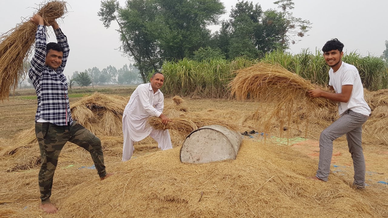 HARVESTING RICE | Village Life | Mubashir Saddique | Village Food Secrets