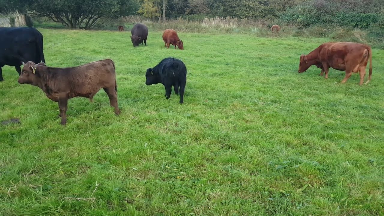 🇮🇪☘DEXTER COWS🐂DEXTER CALVES🦬DEXTER BULL🦬RURAL COUNTY ARMAGH IRELAND🇮🇪#tranquility💓Subscribe🙏🏻LIKE🙏🏻
