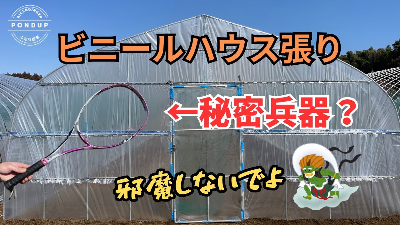 ビニールハウス張り　秘密兵器で楽々紐張り？？またアイツに邪魔される#農業#ビニールハウス#夫婦