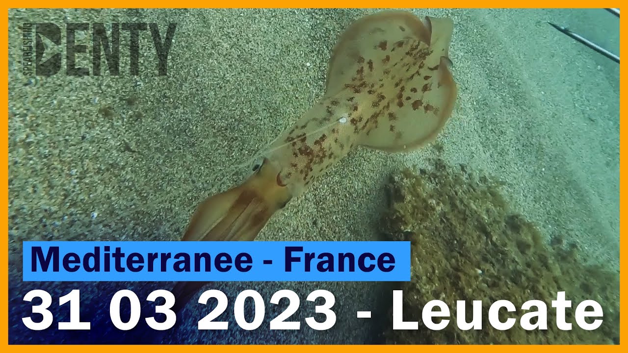 Les calamars de Leucate en Chasse sous-marine