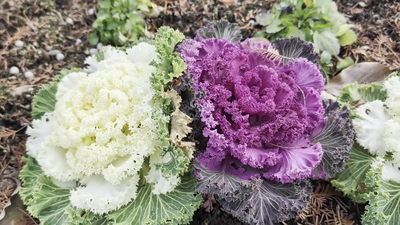 【長良公園の花】　岐阜市　2026年2月4日（水）