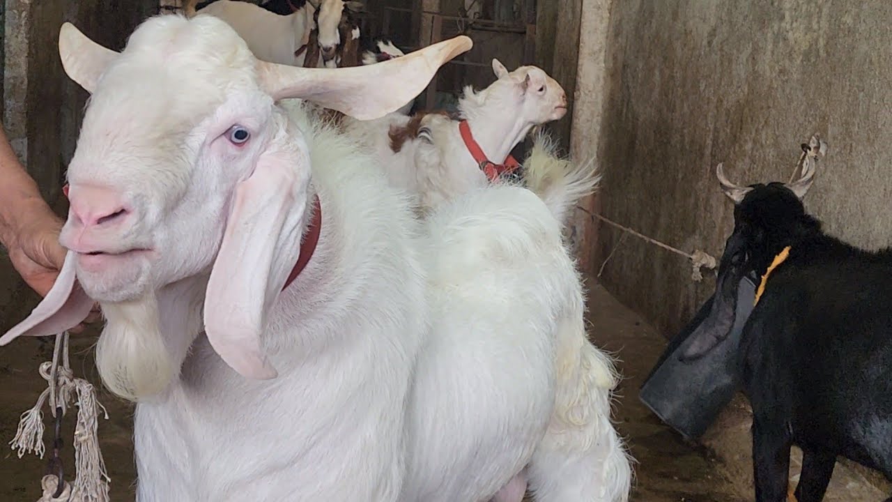 Joh Rate Khassi Nahi Milte Woh Rate Main Lelo Andul Bakre | Kohinoor Goat Farm Nagine | ₹500 Kg Se.