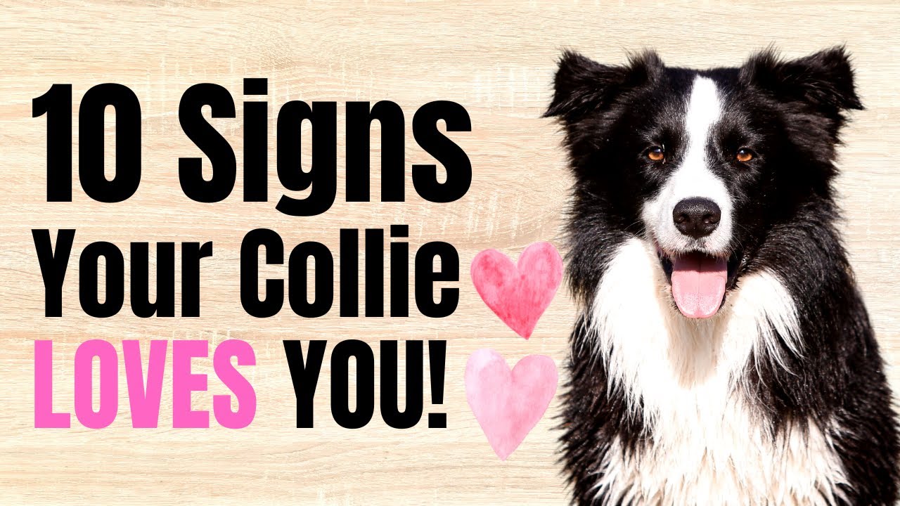 10 Signs Your Border Collies REALLY Does LOVE You