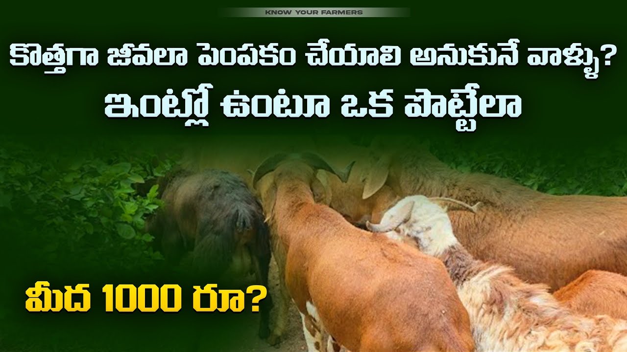 లక్ష ల షెడ్ లు అవసరం లేదు ఎకరాలు గెడ్డి అవసరం లేదు టైం పాస్ గా ఇలా కూడా సంపాదించవచ్చు