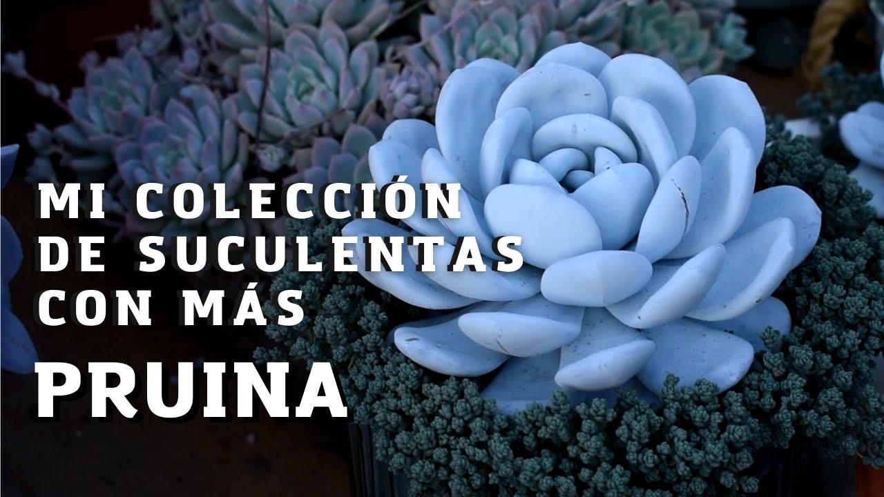 🌱Mi colección de suculentas con más pruina🌱💚