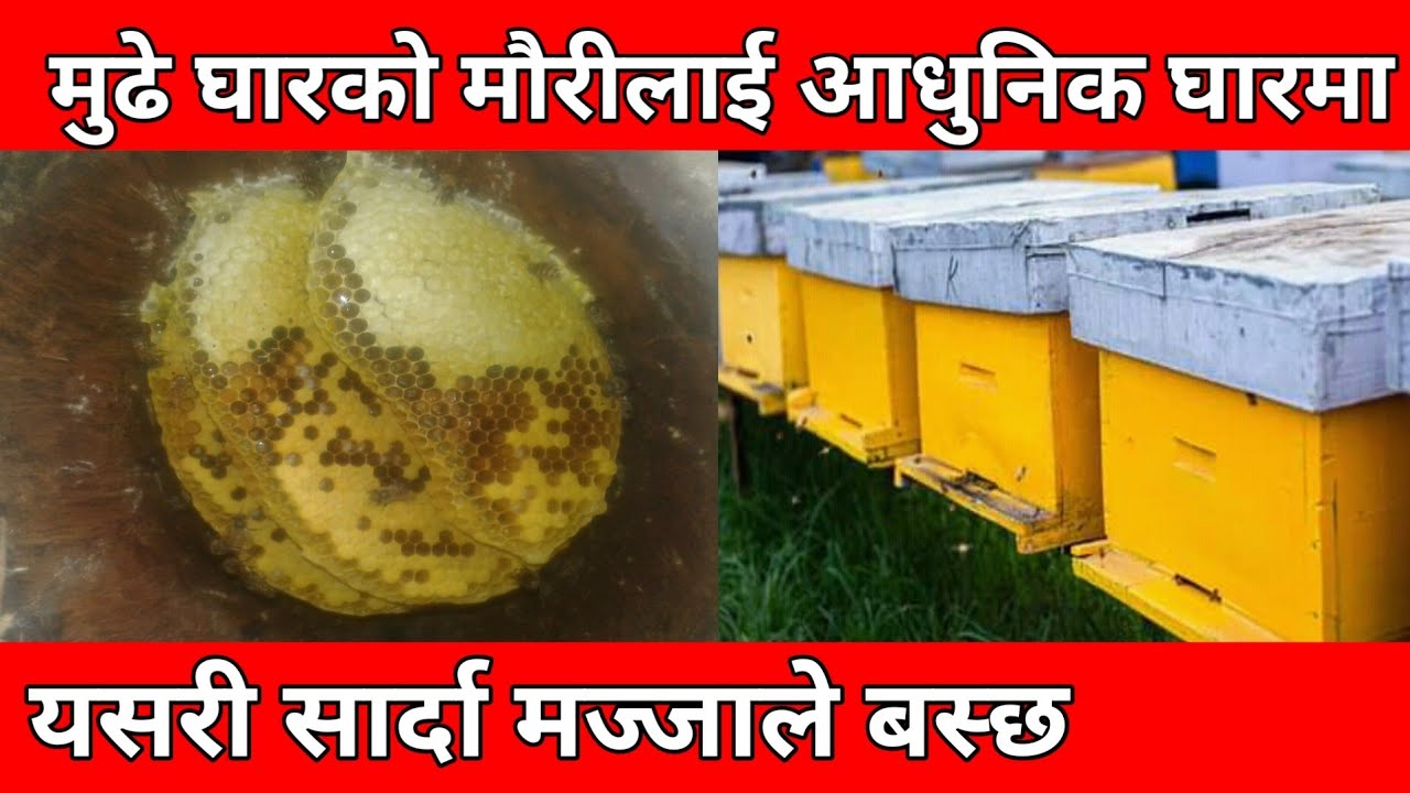 मुढे घारबाट आधुनिक घारमा मौरी सार्ने सजिलो तरिका#beekeeping nepal#मौरी पालन नेपाल#गेसा मौरीपालन उधोग