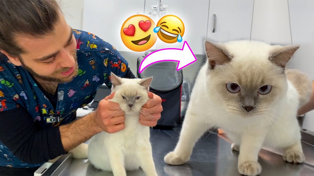 Кошка пытается сбежать от ветеринара! 😂