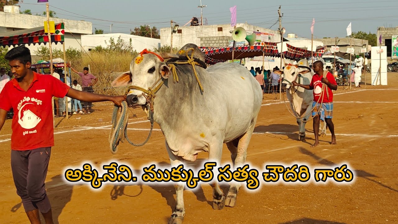 చింత్రియాల సీనియర్స్ 2వ అక్కినేని. ముక్కుల్. సత్య చౌదరి గారు మల్లవలి గ్రామం కృష్ణాజిల్లా...