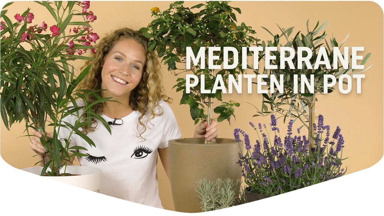 Haal een mediterraan vakantiegevoel in je tuin!