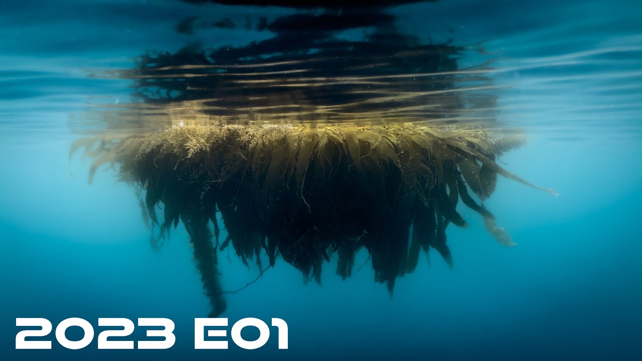 Подводная охота в Южной Калифорнии 2023 E01