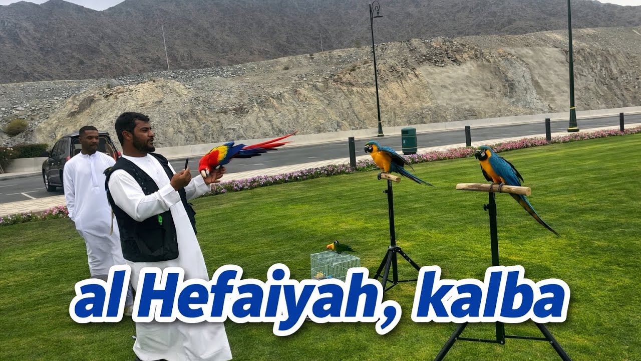 Al Hefaiyah lake, kalba #Sharjah visiting places #Free entry places UAE#Family gathering places UAE