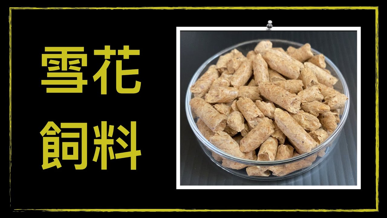 丟一點就爆蝦群！雪花飼料威力實測！