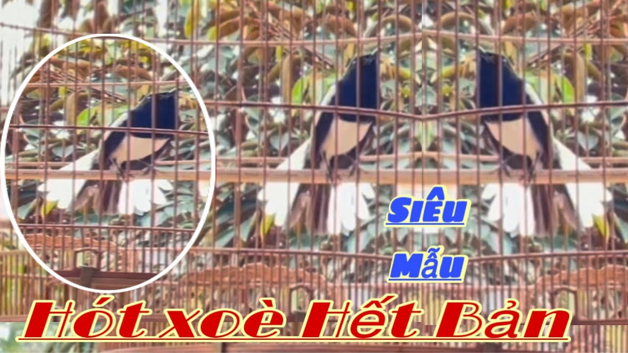 Hàng Tuyển Hót Xoè Hết Bản|Bộ Cao Dài Bóng Mướt |Mau Mỏ |Nhạy Xoè|Giá Êm Ae Sưu Tầm Chơi...