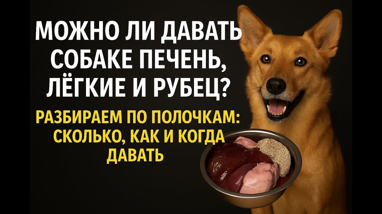 Какое мясо и субпродукты можно давать собаке сырыми - без проварки и ошпаривания, и не переживать