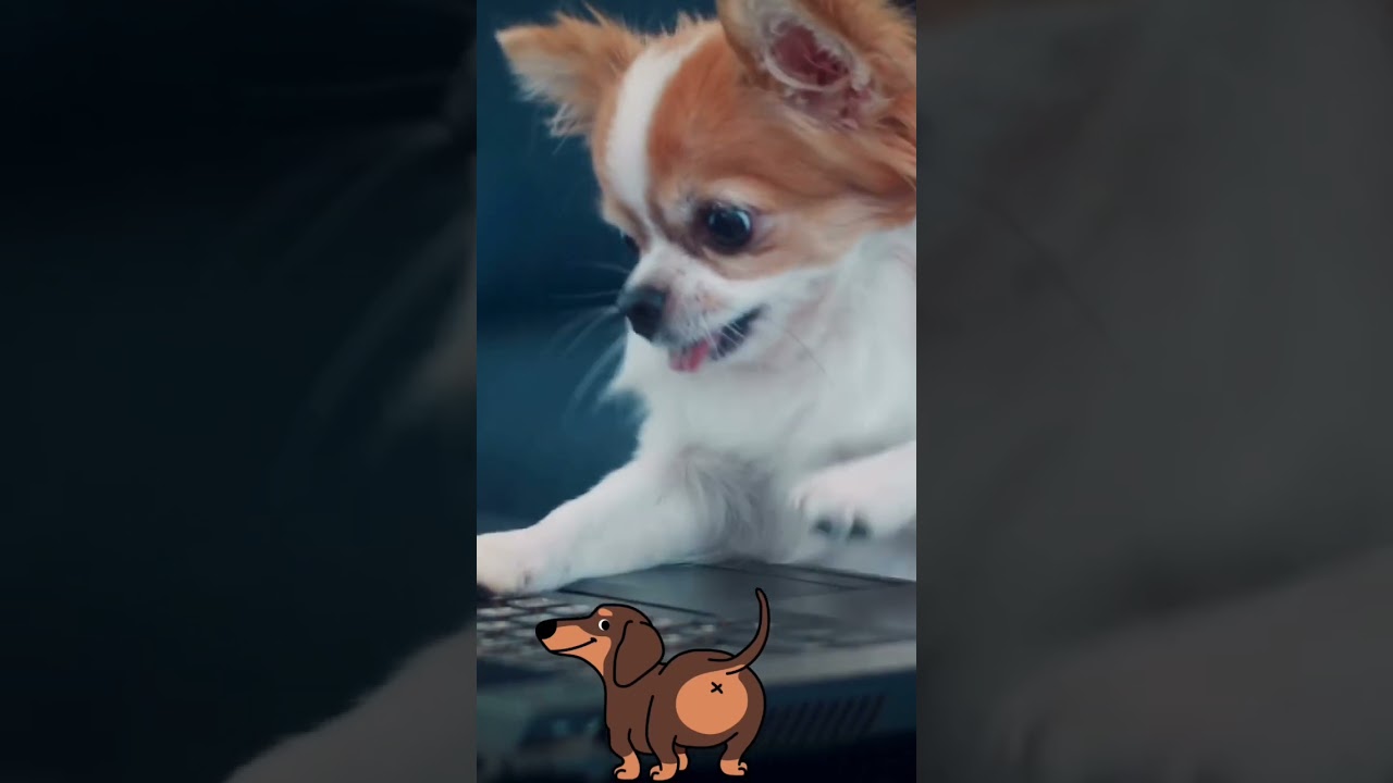 Rare Funny dogs playing Compilation #shorts #viral #shortsvideo #dogs #instadogs