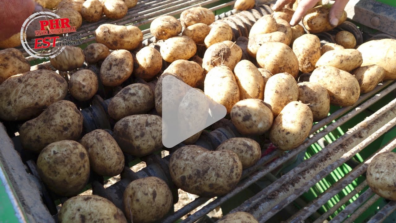 La récolte de pommes de terre primeur chez Joseph Holocher