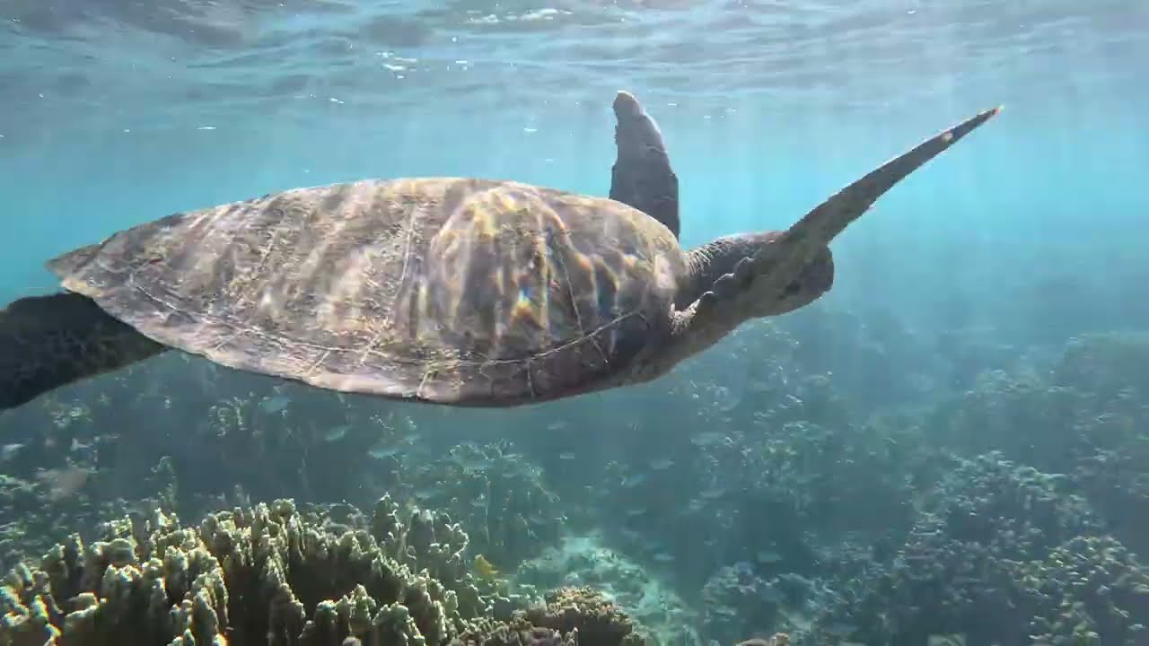 Swimming with Turtles! - Turquoise Bay - 4k