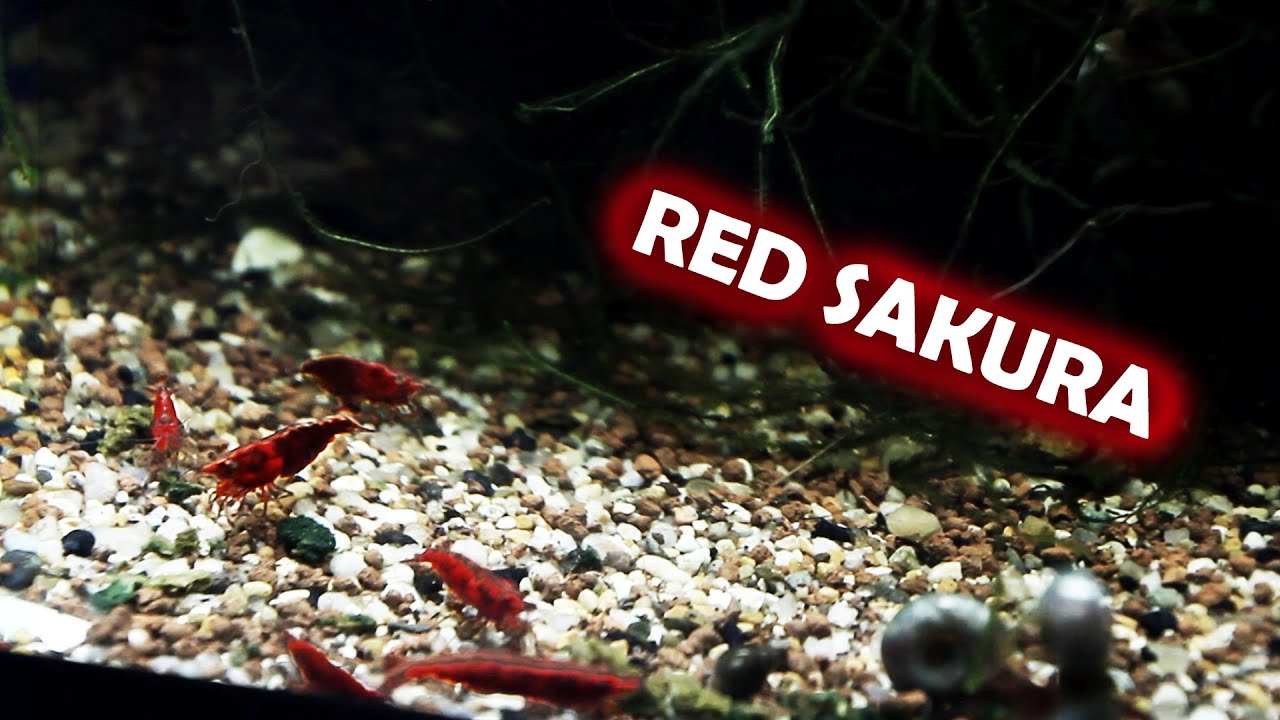 La mia nuova Squadra di RED SAKURA