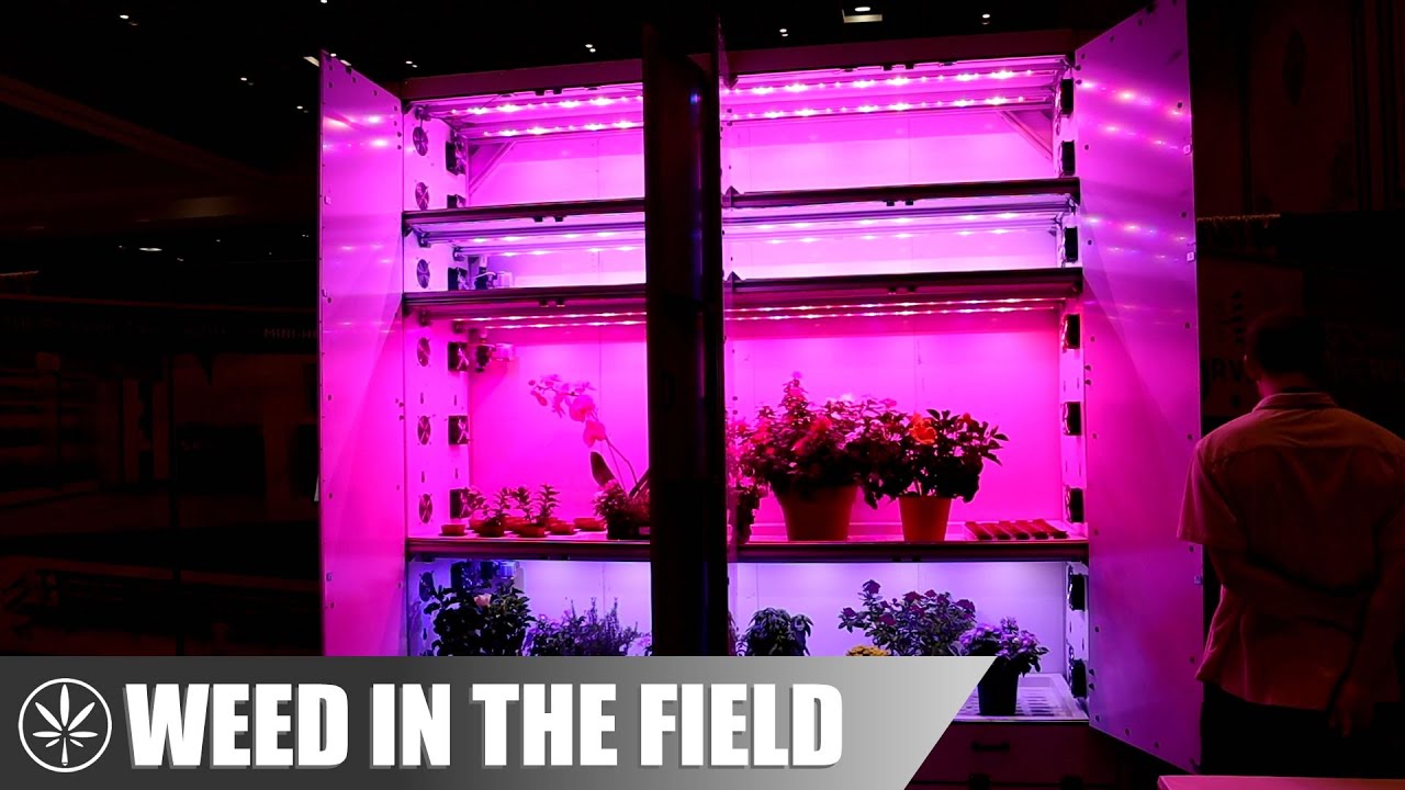 A Quick Look at Cannabis Conference (2023)