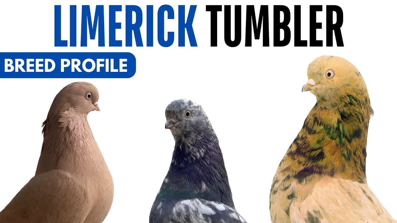 Limerick Tumbler Breed Profile - History - Limerick Tumbler Health Issues Price Training