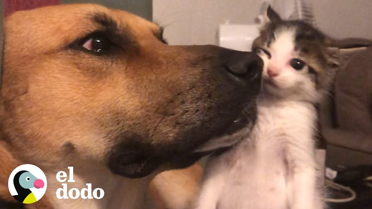 Pequeña gatita y gran perro son mejores amigos | El Dodo